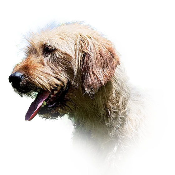 Bosnian Broken-haired Hound